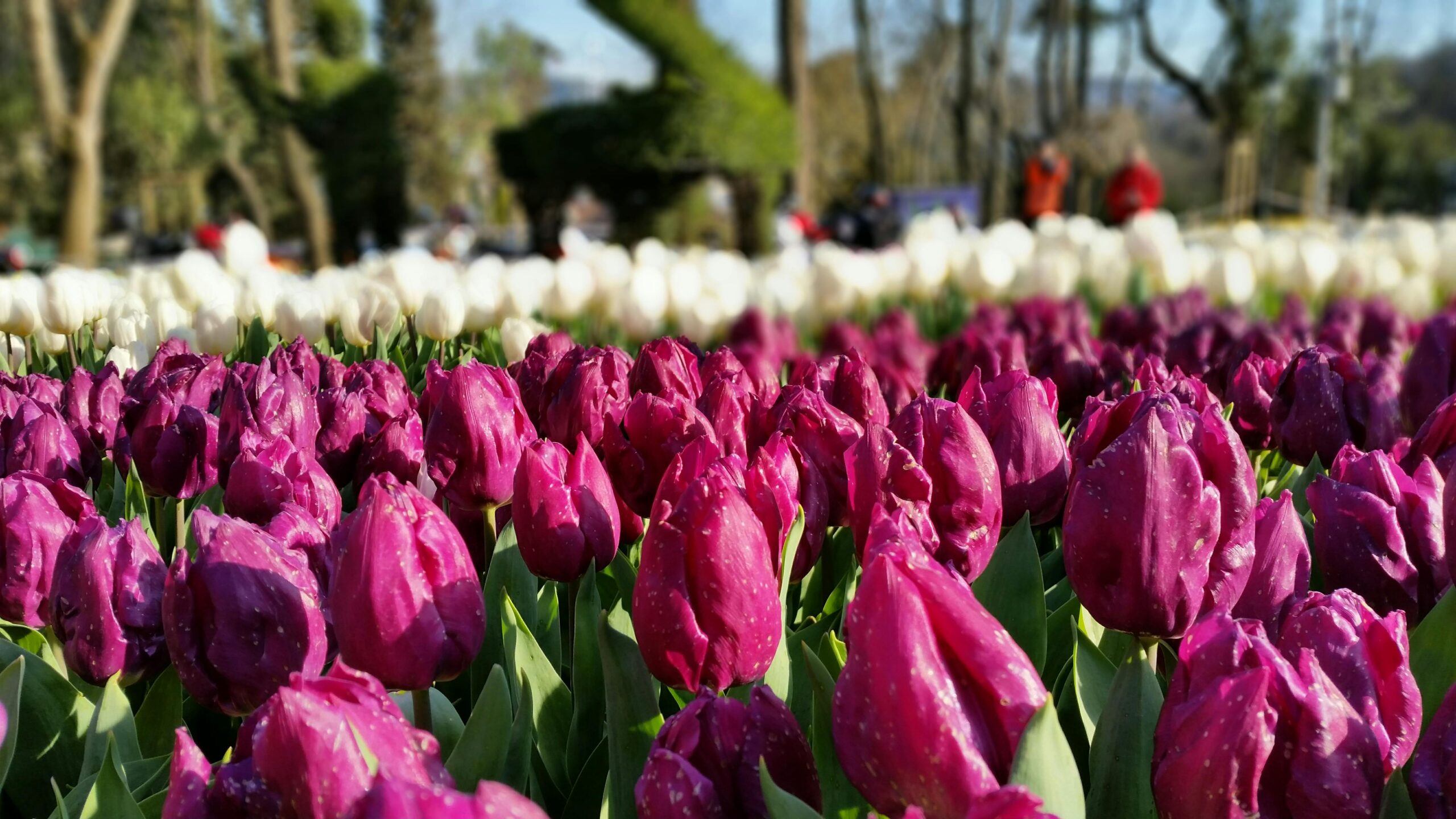 Close-up of vibrant pink and white tulips in bloom at a spring festival.
